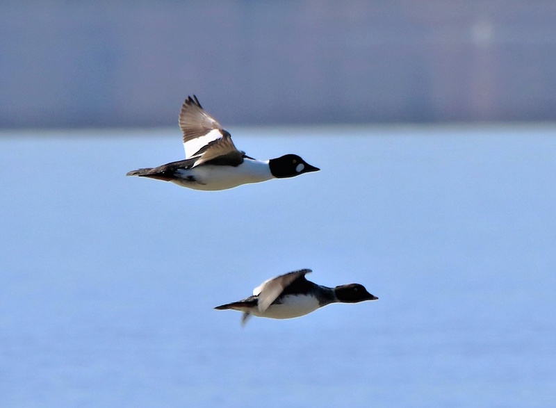 Canards en vol Img_7110