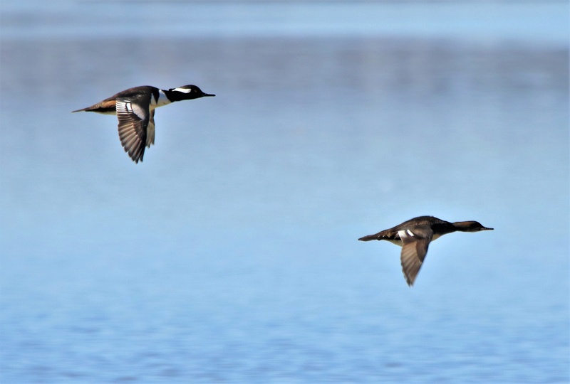 Canards en vol Superb42