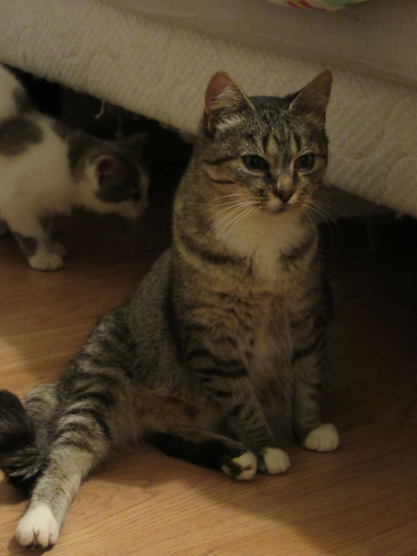 Nouba femelle de typé européen tabby et blanche née le 1er janvier 2016 11_11_16