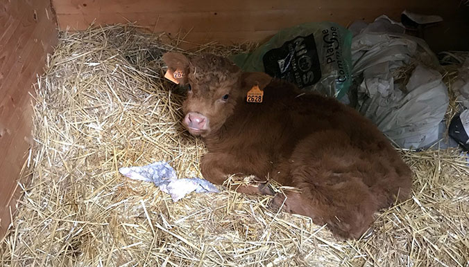 Un veau découvert dans la cour d’un immeuble en banlieue parisienne 126