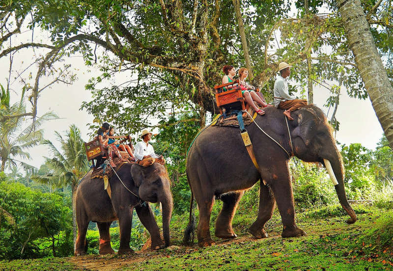 Thaïlande – La balade à dos d’éléphants cache une technique de torture animale barbare.  132