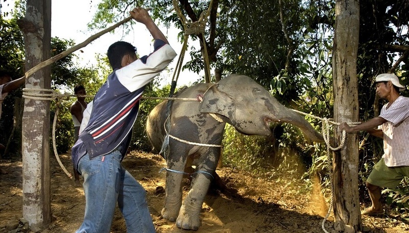Thaïlande – La balade à dos d’éléphants cache une technique de torture animale barbare.  210