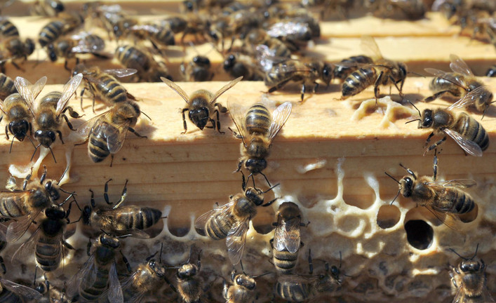 L'Europe interdit trois néonicotinoïdes tueurs d'abeilles Bee10