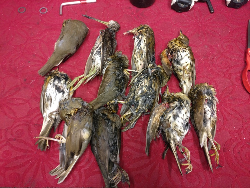 Caccia: le vostre esperienze nella vita reale - Pagina 7 Img_2015