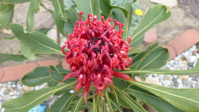 Außerordentlich prachtvolle Blüten der Telopea aus Madeira... 26_05_11