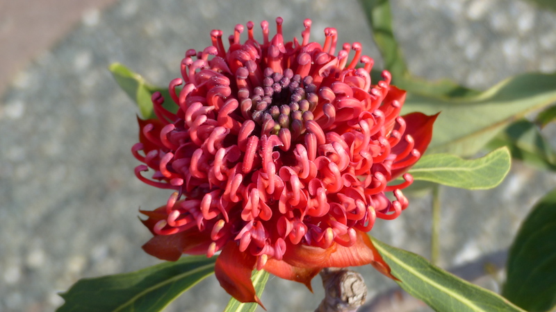 Außerordentlich prachtvolle Blüten der Telopea aus Madeira... P1180114
