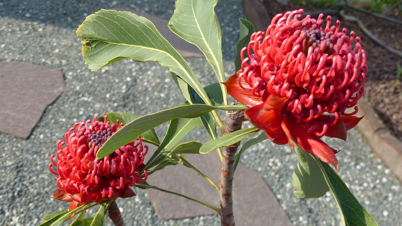 Außerordentlich prachtvolle Blüten der Telopea aus Madeira... P1180115