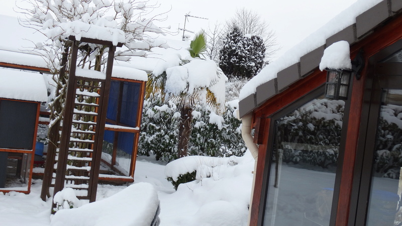 LES POULES SOUS LA NEIGE Dsc01217