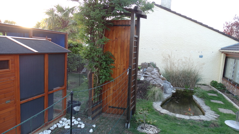 réfection du jardin après le cyclone poupoule en folie  Dsc01414