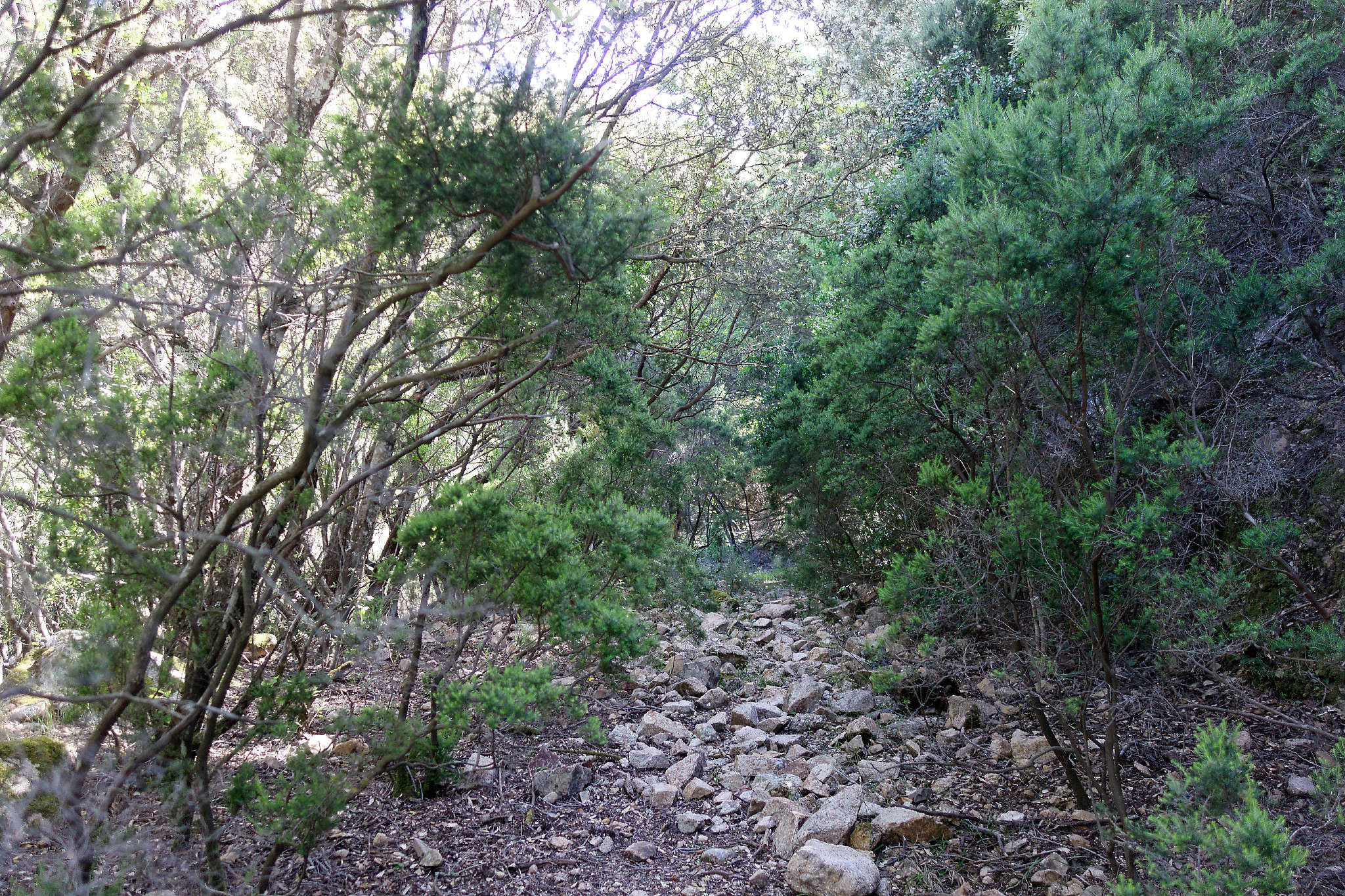 petit - CR d'un petit tour de la Sardaigne (printemps 2018) Dsc02546