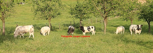 koeien in de wei Sized_11