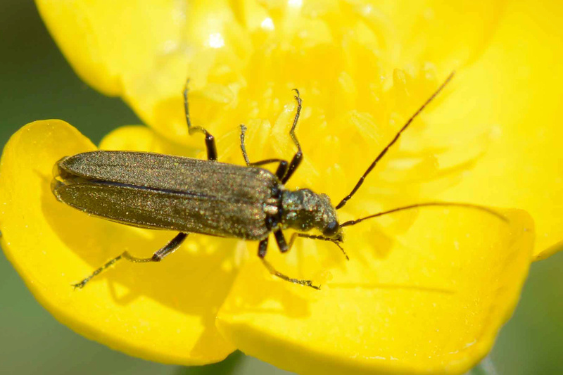 famille des Oedemeridae ? _dsc2112