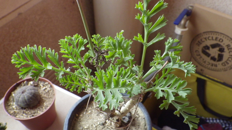Pelargonium carnosum (Afrique du Sud) Imgp1013