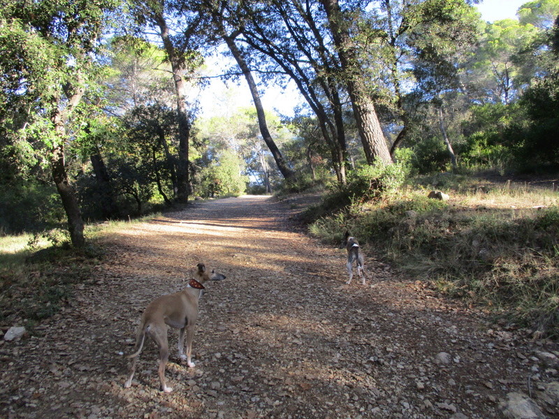 Instinct de chasse Img_0645