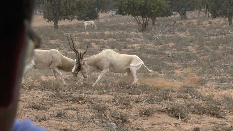 [Maroc Camp/Services] visite de la reserve du parc de sous massa Combat13