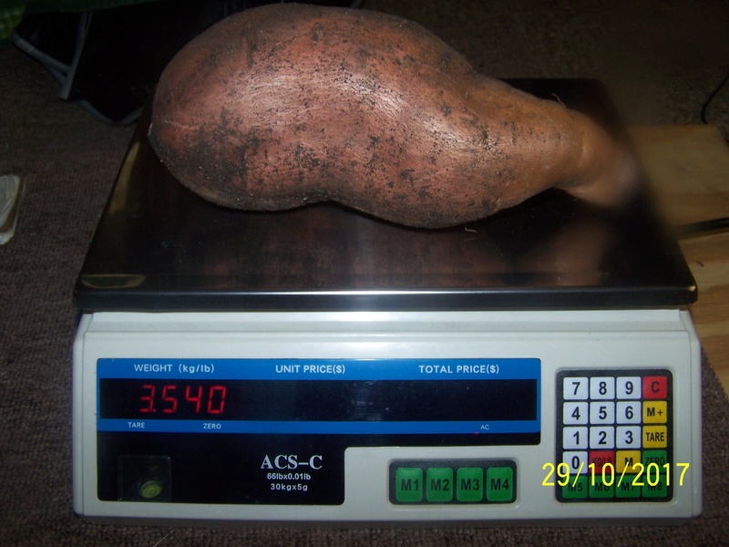 Potatoes - Sweet Potatoes - Page 5 100_3714