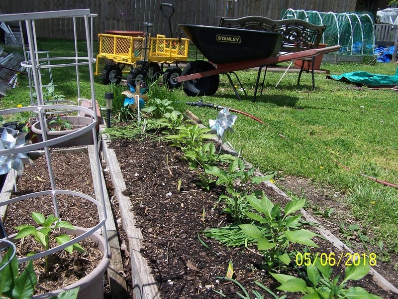 ONIONS - Mr. Booker's Garden -2018 Lunch_10