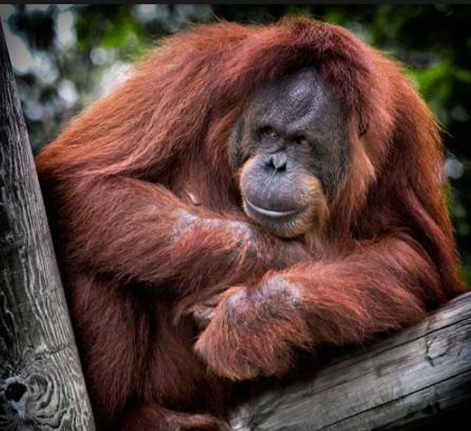 Les orangs-outans de Bornéo disparaissent dans l’indifférence Captur92