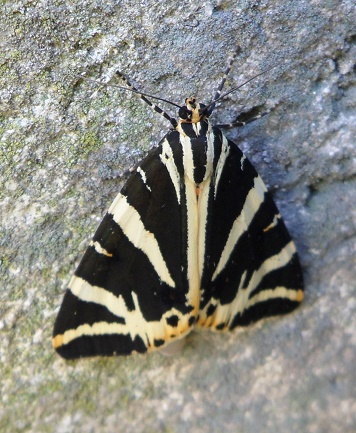 Papillon noir et blanc / ECAILLE CHINEE (Euplagia quadripunctaria) Papill14