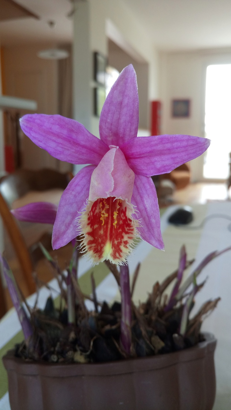 Pleione hybride de formosana (Rakata) Dsc_0026