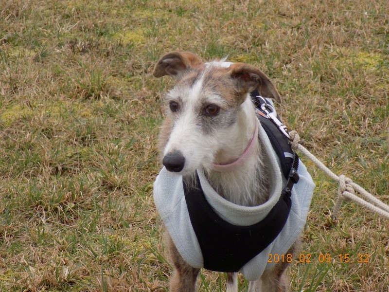 Aisha tendre et douce galga Adoptée - Page 2 27629410
