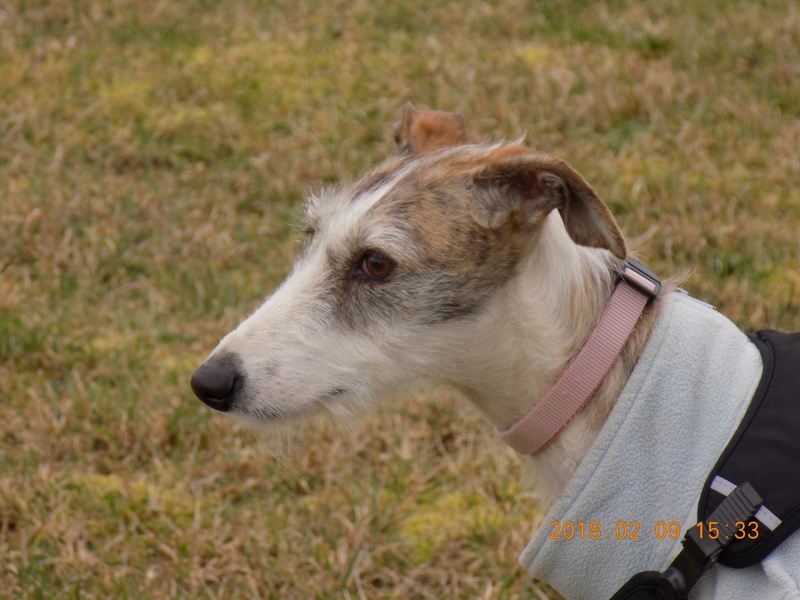 Aisha tendre et douce galga Adoptée - Page 2 27710010