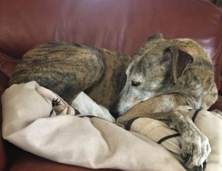 MARIA-TARA Adoptée 29134210