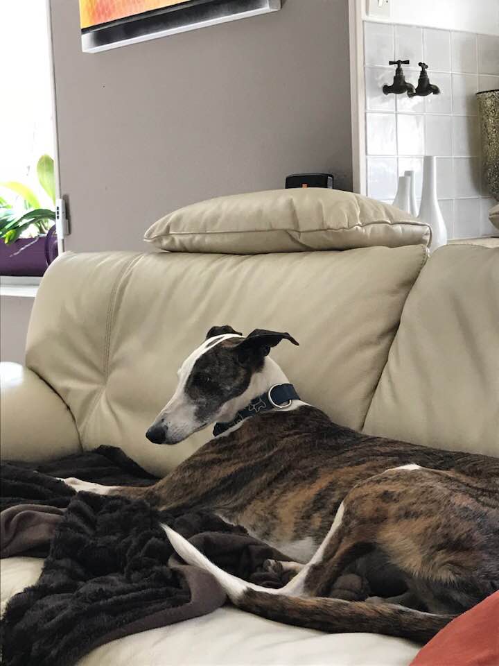 Partera petite galga douce et sociable Adoptée - Page 3 30262110