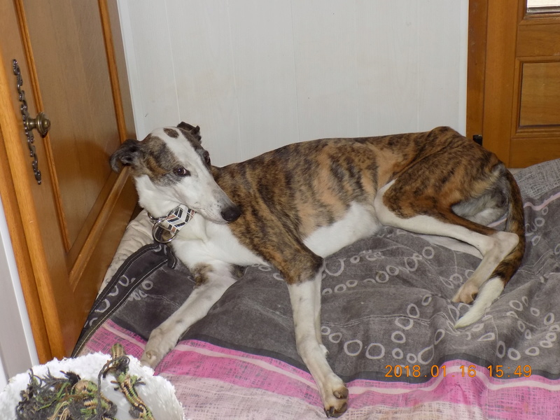 Partera petite galga douce et sociable Adoptée Dscn0210