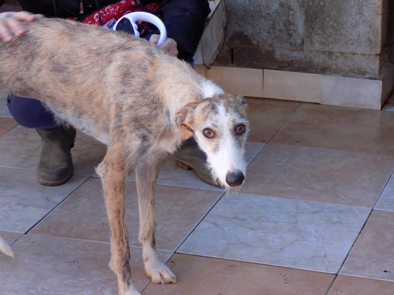 Aisha tendre et douce galga Adoptée Dscn5511