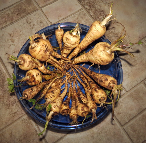 parsnips in square foot garden? - Page 2 Img_0518