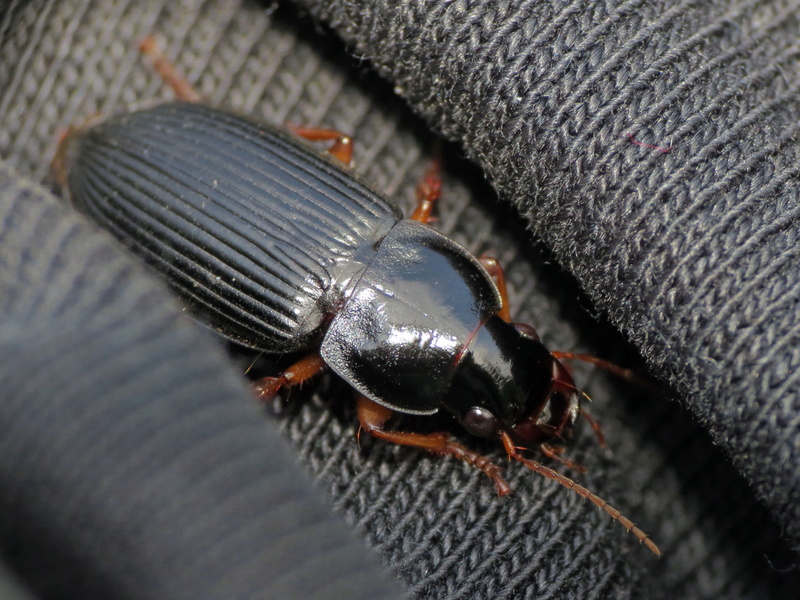 Helpful Beetles Img_9710