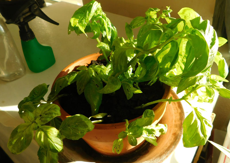 Indoor Container Garden - City Living - Page 2 Basil10