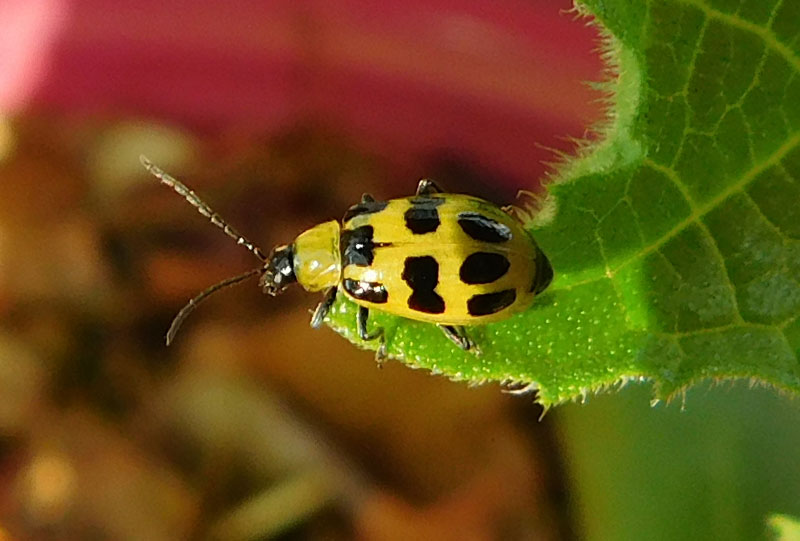 Helpful Beetles Bug10