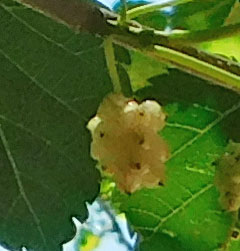White Mulberry Tree??? Mulber12