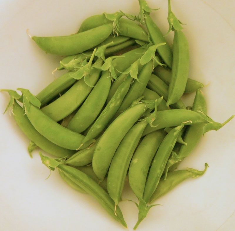 What are you eating from your garden today? - Page 28 Peas2010