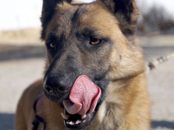 BROS - CROISE BERGER ALLEMAND - ES (Sole) 23622111