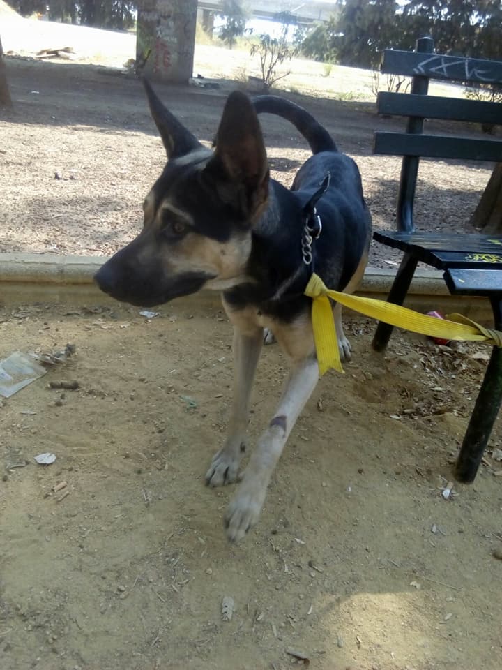 PEPE - CROISE BERGER ALLEMAND - ANA VALVERDE 24294210