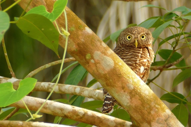 La discussion pour le concours photo octobre 2022: rencontres animalières - Page 6 Chevzo10