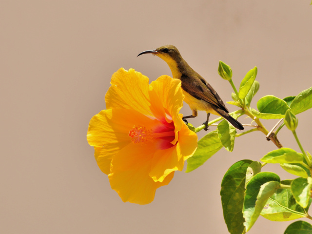 La discussion pour le concours photo octobre 2022: rencontres animalières - Page 6 Souima12