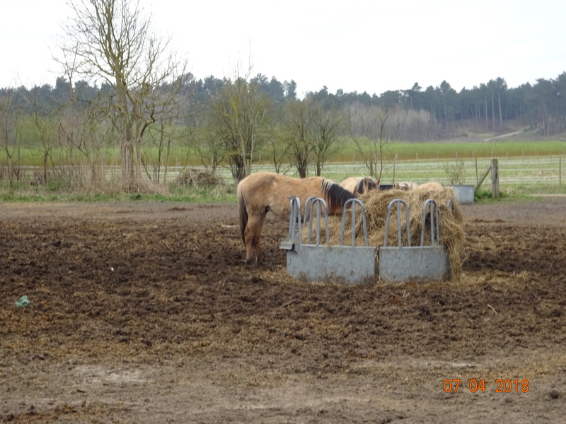 Marquenterre en photos 04410
