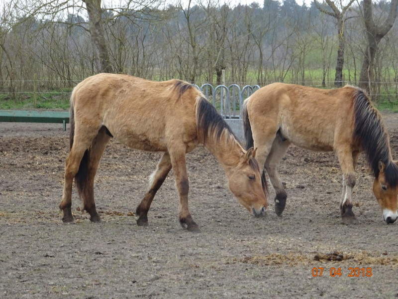 Marquenterre en photos 04910