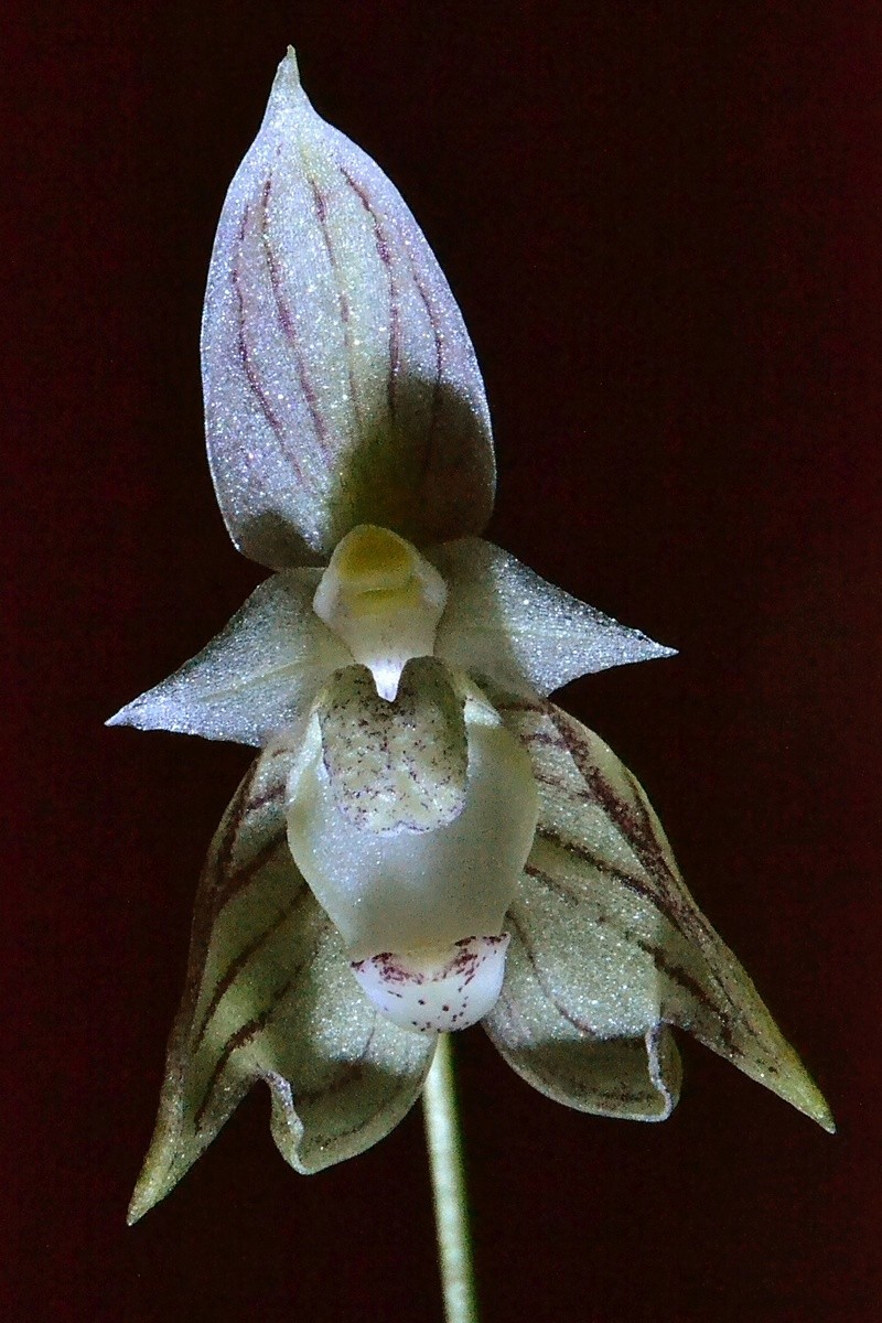 Bulbophyllum ambrosia 111