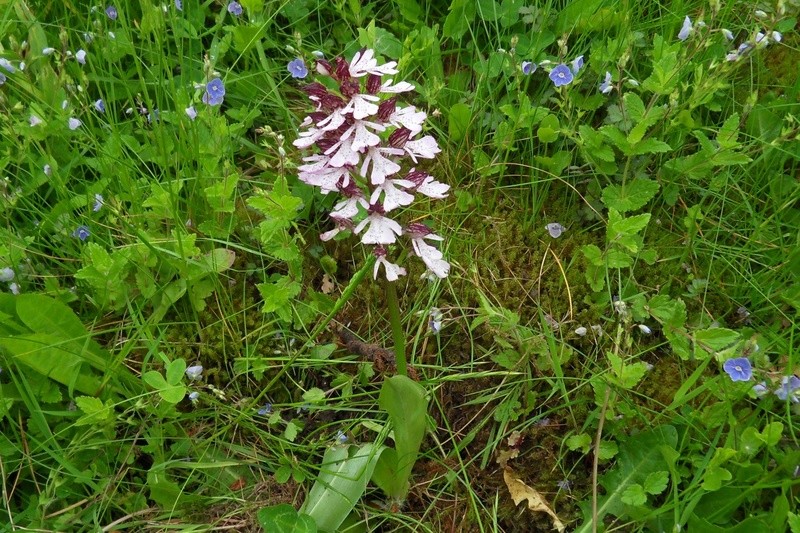 Orchis purpurea 126