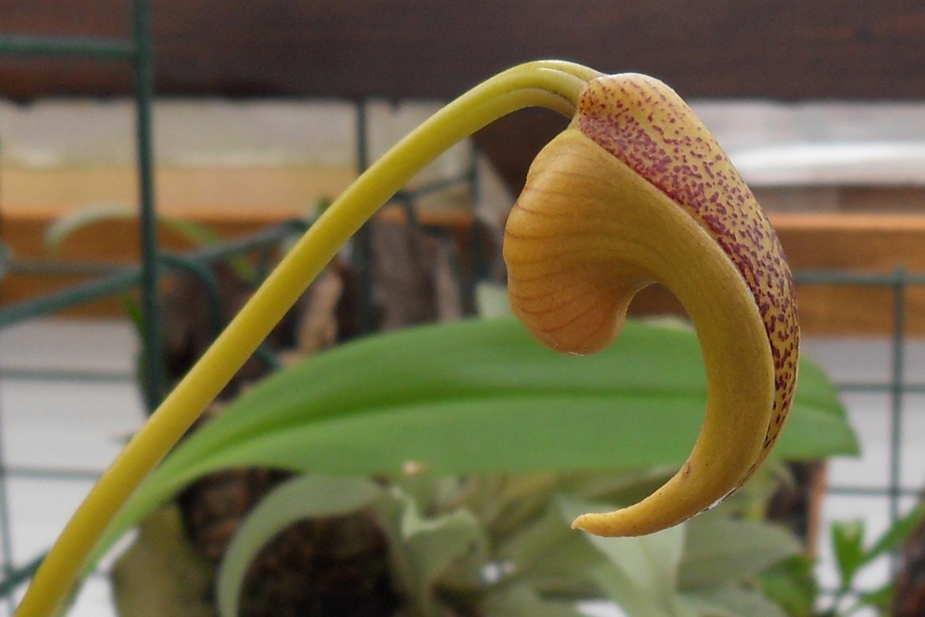 Bulbophyllum lobbii 229
