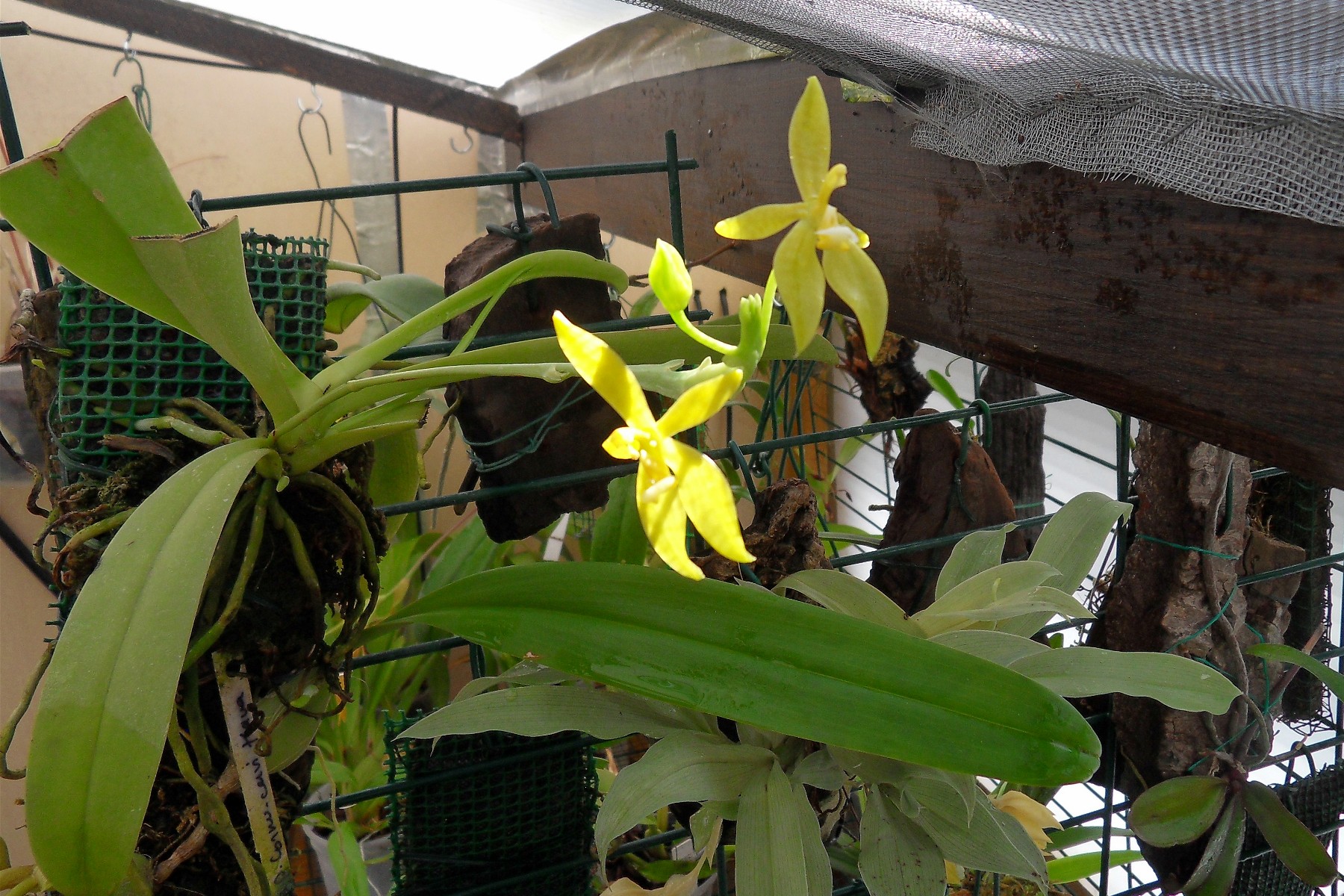 Phalaenopsis cornu-cervi var. flava Cornu_12