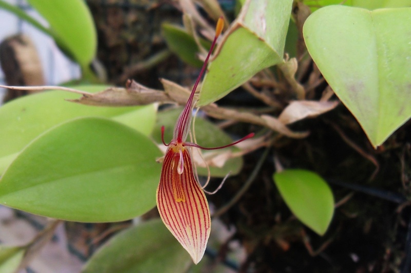 Restrepia trichoglossa Restre10