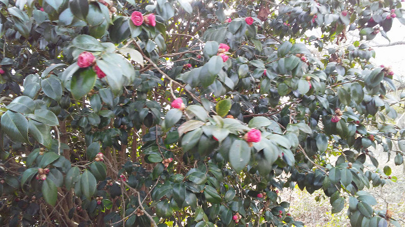 Do you know what these are? 20180211