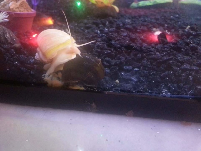 Betta Fish! Fb_img12
