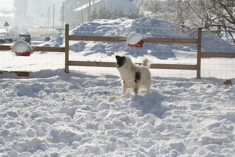 CODY, mâle, handicapé, croisé de taille moyenne, né en 2014 (Pascani) - adopté par Annabel (38) - Page 12 Img_2315